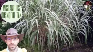 Miscanthus Cosmopolitan , une gramin&eacute;e g&eacute;ante