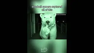 Doorbell camera captured all of this #fyp #fyp #foryou #usa #ai