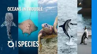 OCEANS IN TROUBLE: Learn about these endangered ocean animals | Oceana