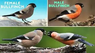 Eurasian Bullfinch