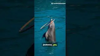 How Dolphins Use Echolocation to Hunt #wildlife #dolphin #viral #shorts