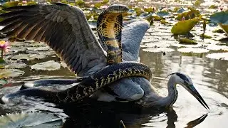 Wild Life amazon jungle  Only 1% Know These Top Rarest Animals Black Panther vs Anaconda #wildlife