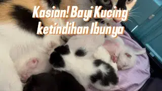 Bayi Kucing Nangis Pengen Nyusu | Kucing Menyusui anaknya ketindihan 