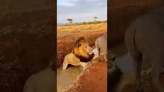 Warthog vs Lion Funny Moments 🦁🐗🤣 Epic showdown in the wild #wildlife #funnyanimals #nature
