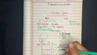 Easy Basics of Neurotransmission in cholinergic system(IN PUNJABI🫀)CHOLINERGIC DRUGS| PHARMACOLOGY