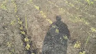 sugarcane weed management