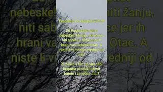 @Pogledaj te ptice nebeske ❤️. 🦅🕊 PRETPLATI SE. ❤️