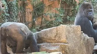 モモコさんが来てビックリするハオコさん【&lrm;2026年1月2日&lrm;】【上野動物園】ゴリラ