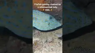Scubadiving Honolulu a filefish get cleaned by a whitespotted toby @raddadchad