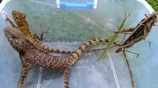 Look and take lizard meet leaf locust, grasshopper 🦗