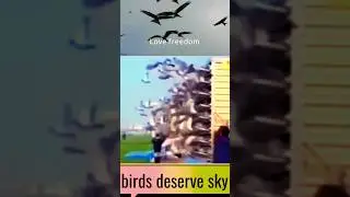FREEDOM OF 10,0000 BIRDS VIDEO #birds #freedom #bird #trending #shorts #viral
