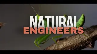 Discover the Amazing World of Insects! 10 Facts That Will Change the Way You See Them ‐ Feito com o