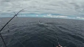 Costa Rica Fishing   Marlin 2