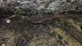 Common newt in the rain - October 2018