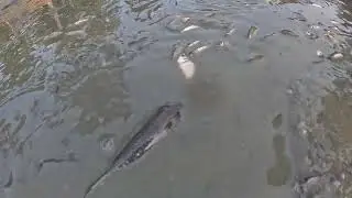 Big Catfish Catching Video During Dry Season || Fish Quest