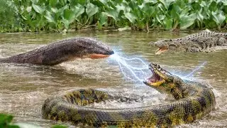 Electric Eel vs. EVERYONE!The Ultimate Animal Battle Compilation