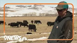 Ranchers talk calving season as wolves kill Colorado livestock