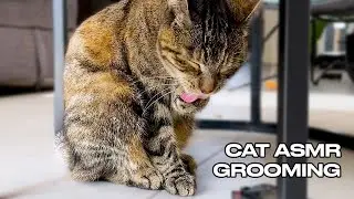 Cat Grooming | Licking Paws ASMR 🐾🎧