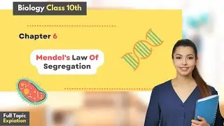Understanding Mendel's Law of Segregation: Class 10 and Class 12 Biology Explained | Urdu/hindi