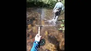 Fish Stripping Drag is The BEST!  #fishingvideo #fishing #flyfishing #trout #salmon #steelhead #fyp