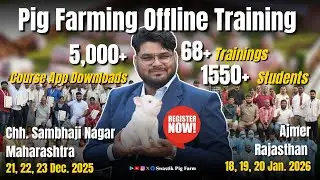 सूअर पालन ट्रेनिंग Pig Farming Training || India's  Best Pig Training Institute #swastikpigfarm 