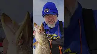 Using a @CustomJigsSpinsInc Puki to catch a Big Pike! #icefishing #icefish #pike #icefish