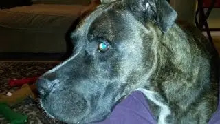 Family Accuses Shelter of Deceiving Them After Dog Bites Daughter