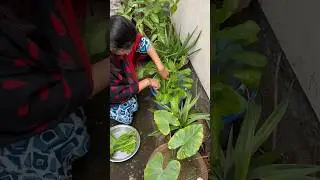 Harvesting My PALAK 🌱| Youtube Shorts | Shorts | #youtubeshorts  #palak #harvesting