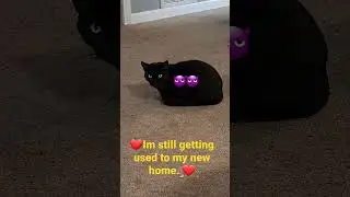 Meet Capser