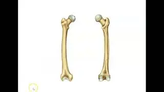 Pelvic Girdle and lower limb bone tutorial