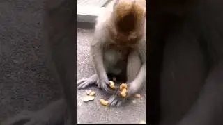 #cuteanimal #monkeyantics #monkey