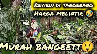 REVIEW DI TANGERANG HARGA MELINTIR🤣‼️MURAH BANGET⁉️