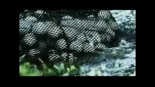 ESPN White Gold, Golf Ball Diving