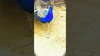 🦚New Blog in My peacock 🦚 Pet