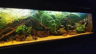 Biotope aquarium, west africa