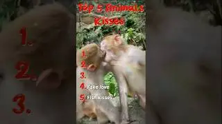 Top 5 Most Unique Animal Mating Rituals