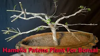 How To Grow Hamelia Patens Plant For Bonsai// Care And Tips