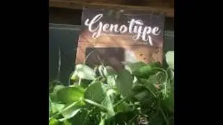 Genotype: A Mendelian Genetics Game (Saturday Review)