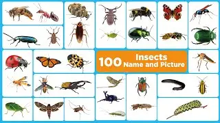 Insects Name with Picture II  100 Common Insects Name in English II Ant, Bee, Butterfly