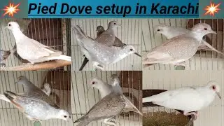 Amanat's birds Profitable Pied Dove Mutation Breeding Setup ll 2024 ll