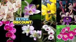 🔴LIVE OBRAL EXTRA DISKON ‼️ Spesial akhir bulan obral anggrek murce😍
