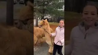 Buck Brook Alpaca Farm - Walking Alacas #alpaca
