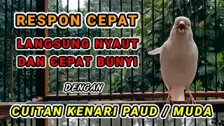 PANCINGAN KENARI PAUD AGAR CEPAT BUNYI DAN NGERIWIK - kenari manapun cepat respon dan langsung nyaut