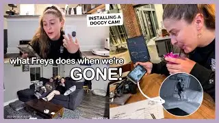 What Freya Does When We're Not Home! ~finally~ installing a doggy cam in the apartment!