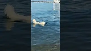 Momo swimming