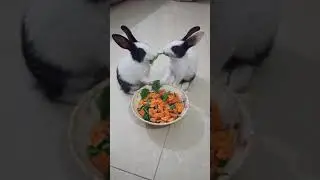 lily and Coco enjoying lunch