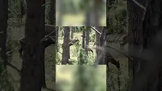 Archery elk hunting a MEGA herd! #bowhunting #elk #hunting