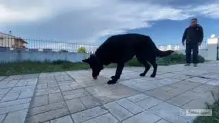 Visual passive indication on a KONG toy