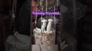 Milky Mushroom Cultivation Training #মাশরুমচাষ #milkymushroom #mushroomgrowing