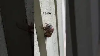 Cicada time lapse of it shedding it&rsquo;s skin 😳 #shorts #nature #fyp #viralshorts